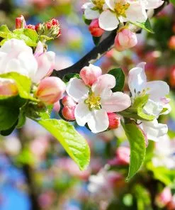 Brighter Blooms Apples Trees Pink Lady Apple Tree 8 Brighter Blooms Apples Trees Pink Lady Apple Tree