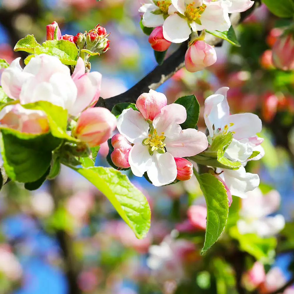 Brighter Blooms Apples Trees Pink Lady Apple Tree 4 Brighter Blooms Apples Trees Pink Lady Apple Tree