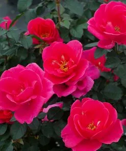 Brighter Blooms Pink Miracle™ Rose Tree Roses