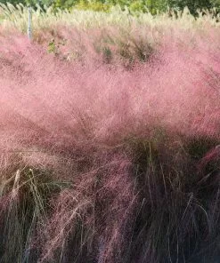 Brighter Blooms Pink Muhly Grass Ornamental Grasses