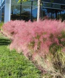 Brighter Blooms Pink Muhly Grass Ornamental Grasses