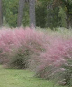 Brighter Blooms Pink Muhly Grass Ornamental Grasses