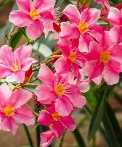Brighter Blooms Shrubs & Hedges Pink Oleander Shrub