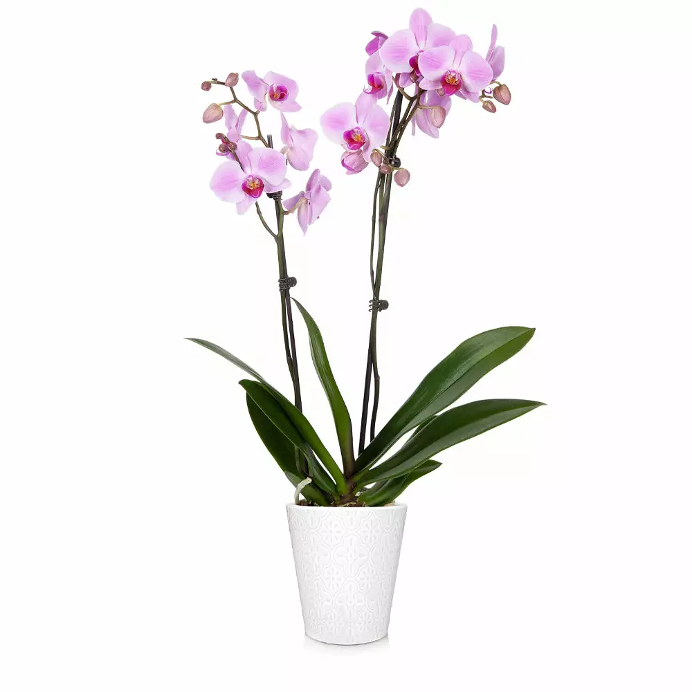 Brighter Blooms SHOP ALL Orchid Plant In White Pot 5 Brighter Blooms SHOP ALL Orchid Plant In White Pot