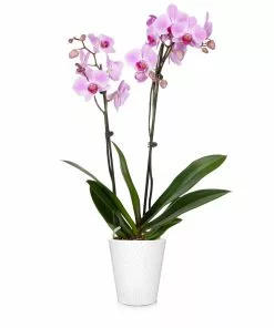 Brighter Blooms SHOP ALL Orchid Plant In White Pot 20 Brighter Blooms SHOP ALL Orchid Plant In White Pot