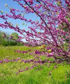 Brighter Blooms Pink Pom Poms' Redbud Tree Flowering Trees 6 Brighter Blooms Pink Pom Poms' Redbud Tree Flowering Trees