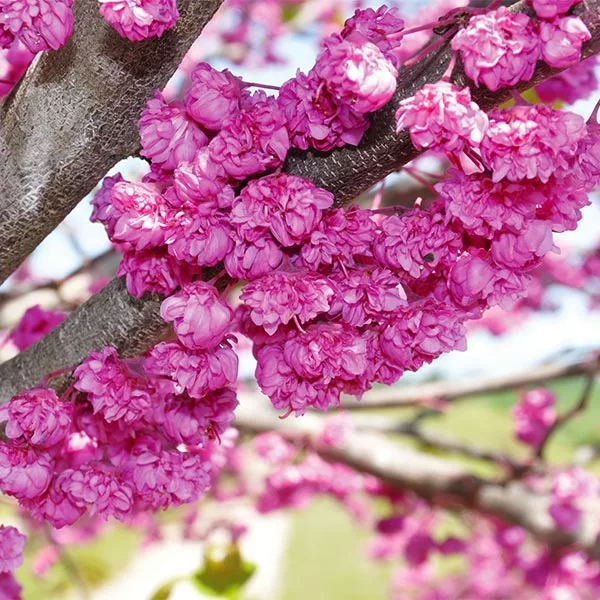 Brighter Blooms Pink Pom Poms' Redbud Tree Flowering Trees 1 Brighter Blooms Pink Pom Poms' Redbud Tree Flowering Trees
