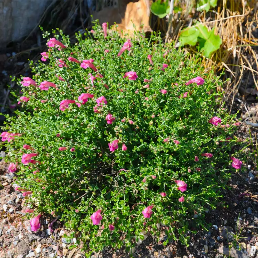 Brighter Blooms Pink Skullcap Shrub 4 Brighter Blooms Pink Skullcap Shrub