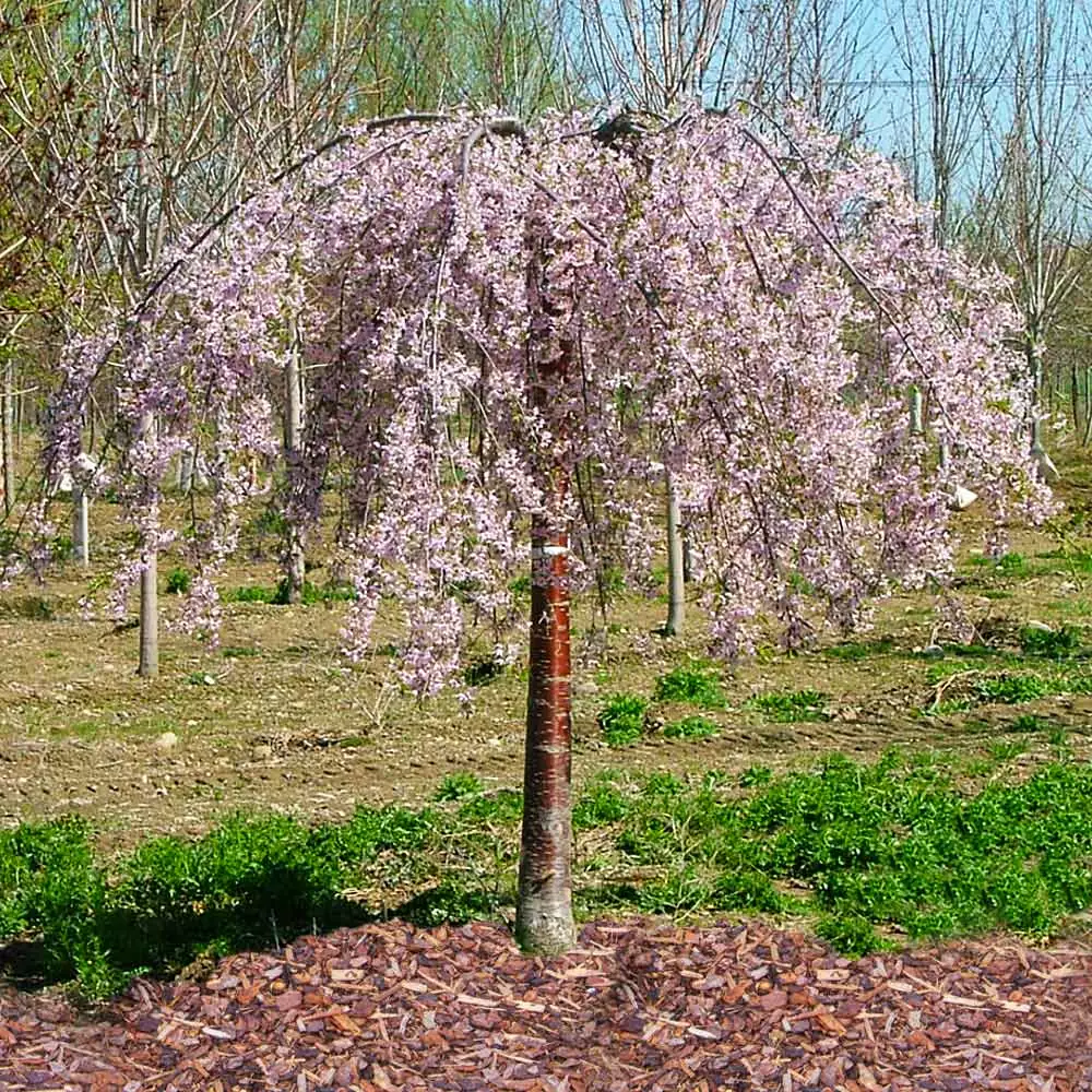 Brighter Blooms Flowering Trees Pink Snow Showers™ Weeping Cherry Tree 4 Brighter Blooms Flowering Trees Pink Snow Showers™ Weeping Cherry Tree
