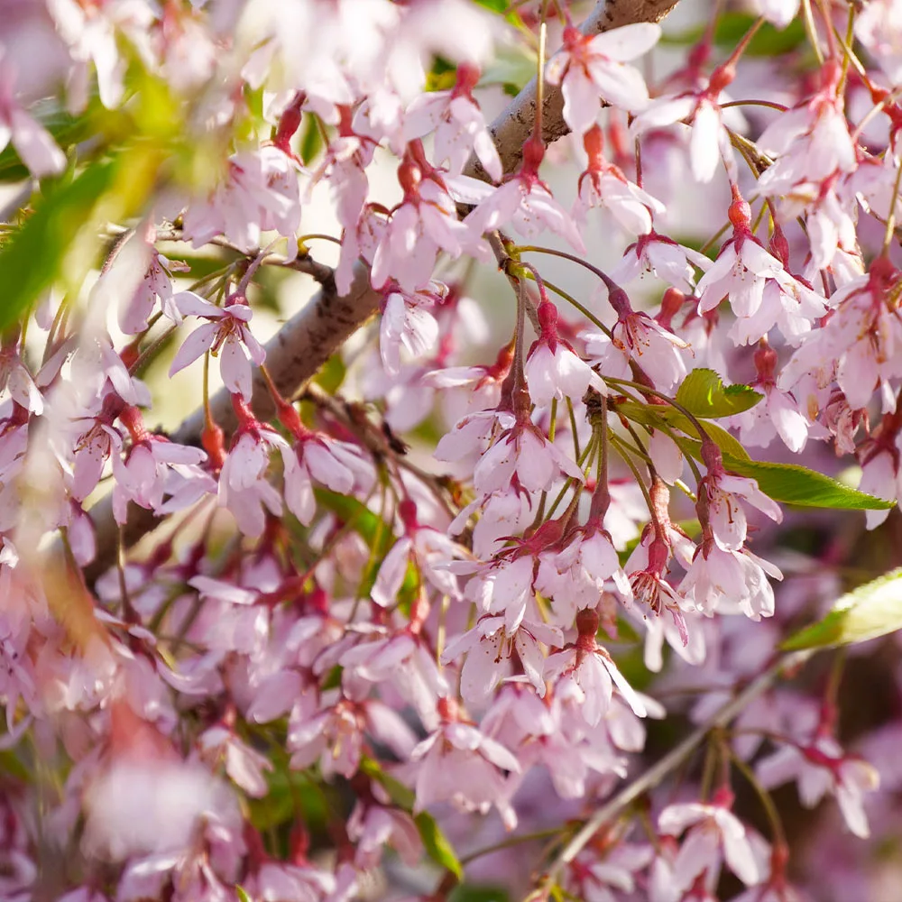 Brighter Blooms Flowering Trees Pink Snow Showers™ Weeping Cherry Tree 3 Brighter Blooms Flowering Trees Pink Snow Showers™ Weeping Cherry Tree