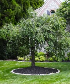 Brighter Blooms Flowering Trees Pink Snow Showers™ Weeping Cherry Tree 9 Brighter Blooms Flowering Trees Pink Snow Showers™ Weeping Cherry Tree