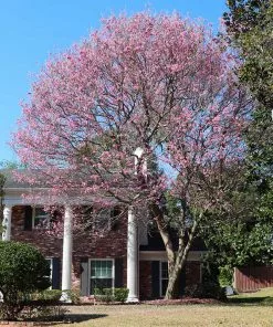 Brighter Blooms Flowering Trees Pink Trumpet Tree