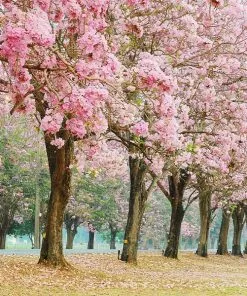 Brighter Blooms Flowering Trees Pink Trumpet Tree