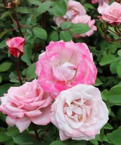 Brighter Blooms Pinkerbelle™ Rose
