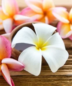 Brighter Blooms Flowering Trees Plumeria Plant