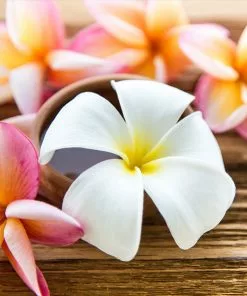 Brighter Blooms Flowering Trees Plumeria Plant