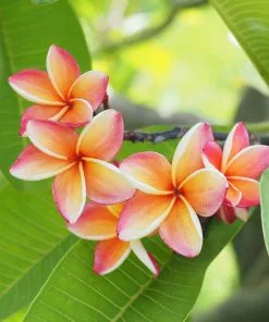Brighter Blooms Flowering Trees Plumeria Plant