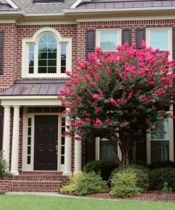 Brighter Blooms Pink Velour Crape Myrtle Tree