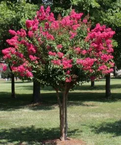 Brighter Blooms Pink Velour Crape Myrtle Tree 9 Brighter Blooms Pink Velour Crape Myrtle Tree