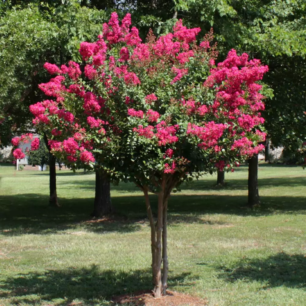 Brighter Blooms Pink Velour Crape Myrtle Tree 4 Brighter Blooms Pink Velour Crape Myrtle Tree