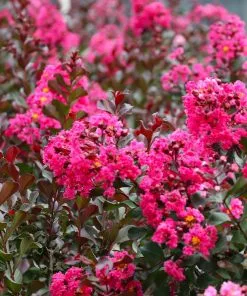 Brighter Blooms Pink Velour Crape Myrtle Tree 8 Brighter Blooms Pink Velour Crape Myrtle Tree