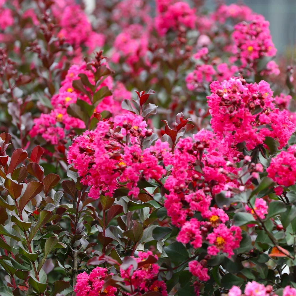 Brighter Blooms Pink Velour Crape Myrtle Tree 3 Brighter Blooms Pink Velour Crape Myrtle Tree