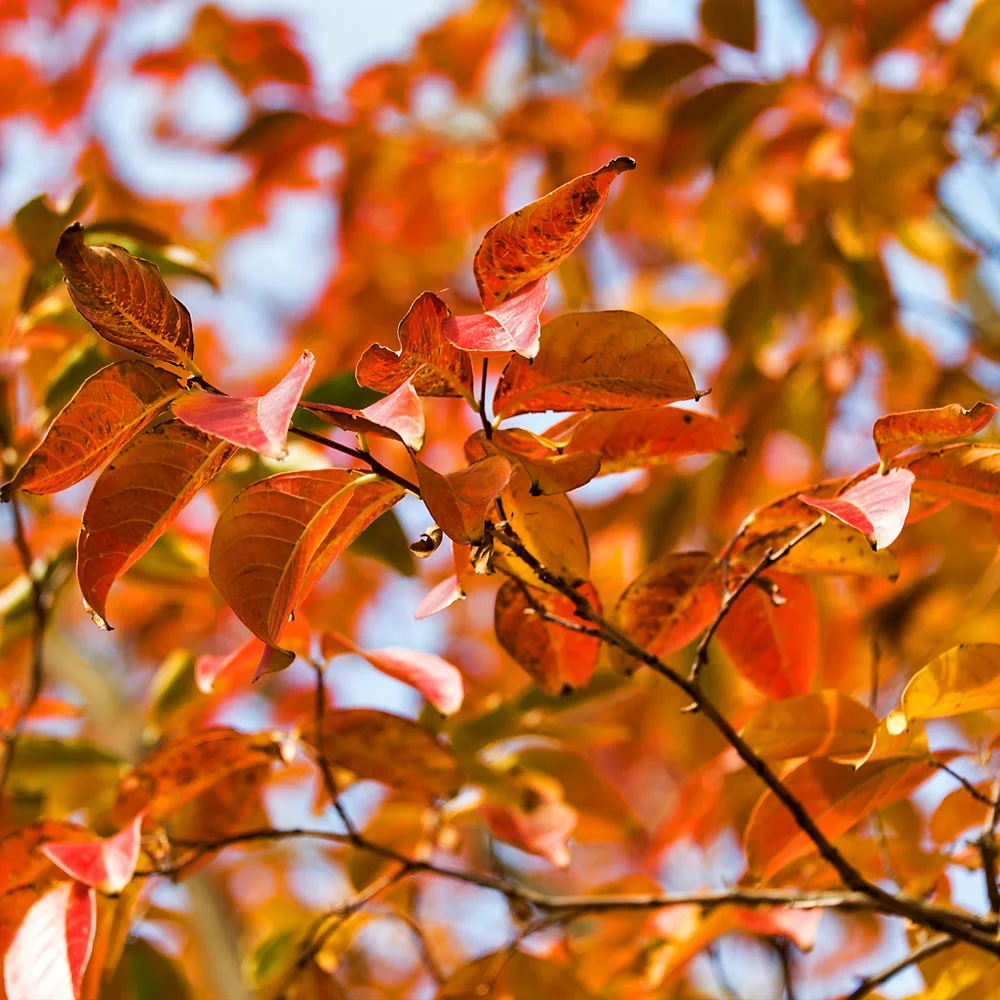 Brighter Blooms Pink Velour Crape Myrtle Tree 5 Brighter Blooms Pink Velour Crape Myrtle Tree