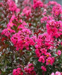 Brighter Blooms Pink Velour Crape Myrtle Tree