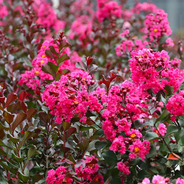 Brighter Blooms Pink Velour Crape Myrtle Tree 1 Brighter Blooms Pink Velour Crape Myrtle Tree