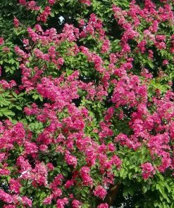 Brighter Blooms Pocomoke Crape Myrtle Tree