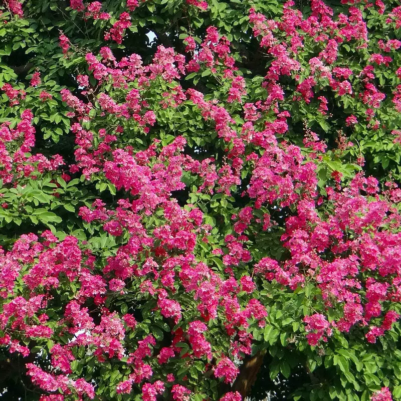 Brighter Blooms Pocomoke Crape Myrtle Tree 2 Brighter Blooms Pocomoke Crape Myrtle Tree