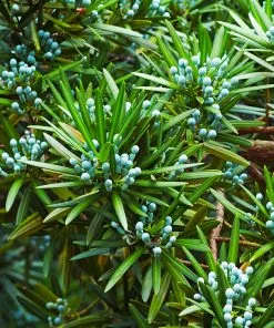 Brighter Blooms Evergreen & Privacy Yew Podocarpus Tree 12 Brighter Blooms Evergreen & Privacy Yew Podocarpus Tree