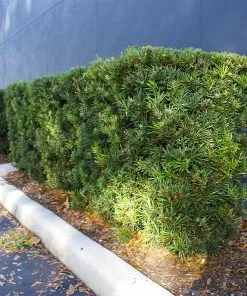 Brighter Blooms Yew Podocarpus Evergreen & Privacy 13 Brighter Blooms Yew Podocarpus Evergreen & Privacy