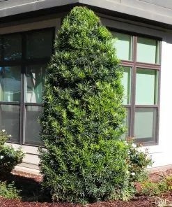 Brighter Blooms Evergreen & Privacy Yew Podocarpus Tree 10 Brighter Blooms Evergreen & Privacy Yew Podocarpus Tree