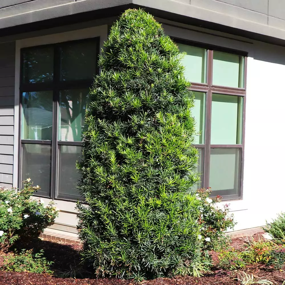 Brighter Blooms Evergreen & Privacy Yew Podocarpus Tree 4 Brighter Blooms Evergreen & Privacy Yew Podocarpus Tree