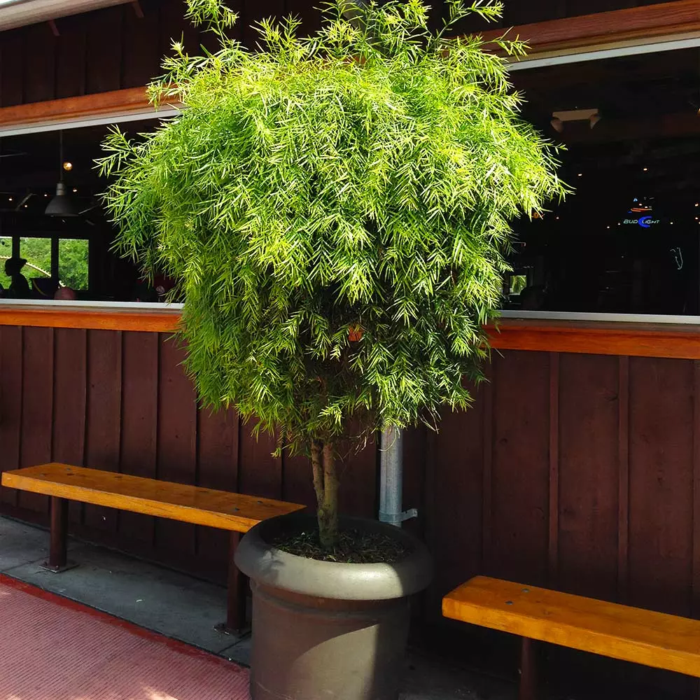 Brighter Blooms Evergreen & Privacy Yew Podocarpus Tree 7 Brighter Blooms Evergreen & Privacy Yew Podocarpus Tree