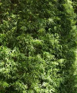 Brighter Blooms Yew Podocarpus Evergreen & Privacy 11 Brighter Blooms Yew Podocarpus Evergreen & Privacy