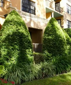 Brighter Blooms Evergreen & Privacy Yew Podocarpus Tree