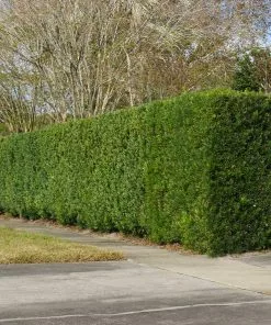 Brighter Blooms Yew Podocarpus Evergreen & Privacy 10 Brighter Blooms Yew Podocarpus Evergreen & Privacy