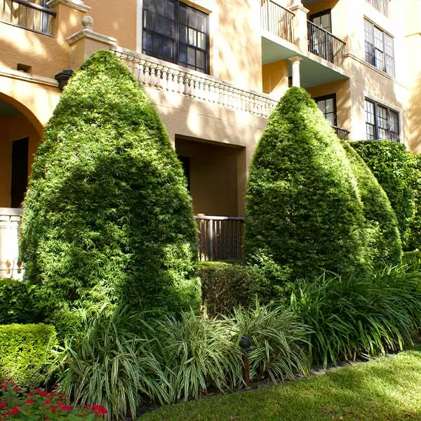 Brighter Blooms Evergreen & Privacy Yew Podocarpus Tree 1 Brighter Blooms Evergreen & Privacy Yew Podocarpus Tree