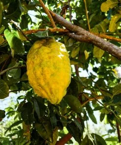 Brighter Blooms House & Patio Ponderosa Lemon Bush