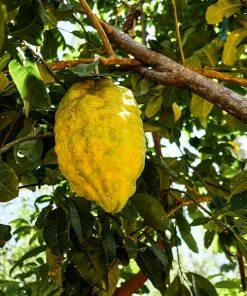 Brighter Blooms House & Patio Ponderosa Lemon Bush