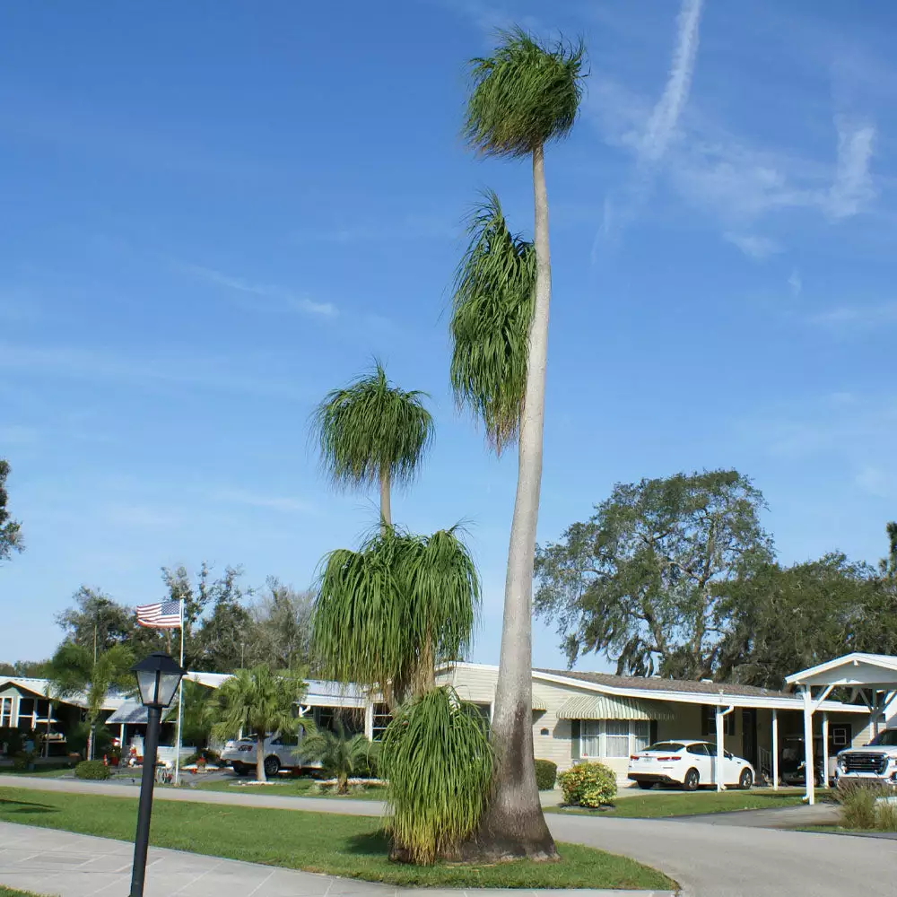 Brighter Blooms Ponytail Palm Tree 5 Brighter Blooms Ponytail Palm Tree