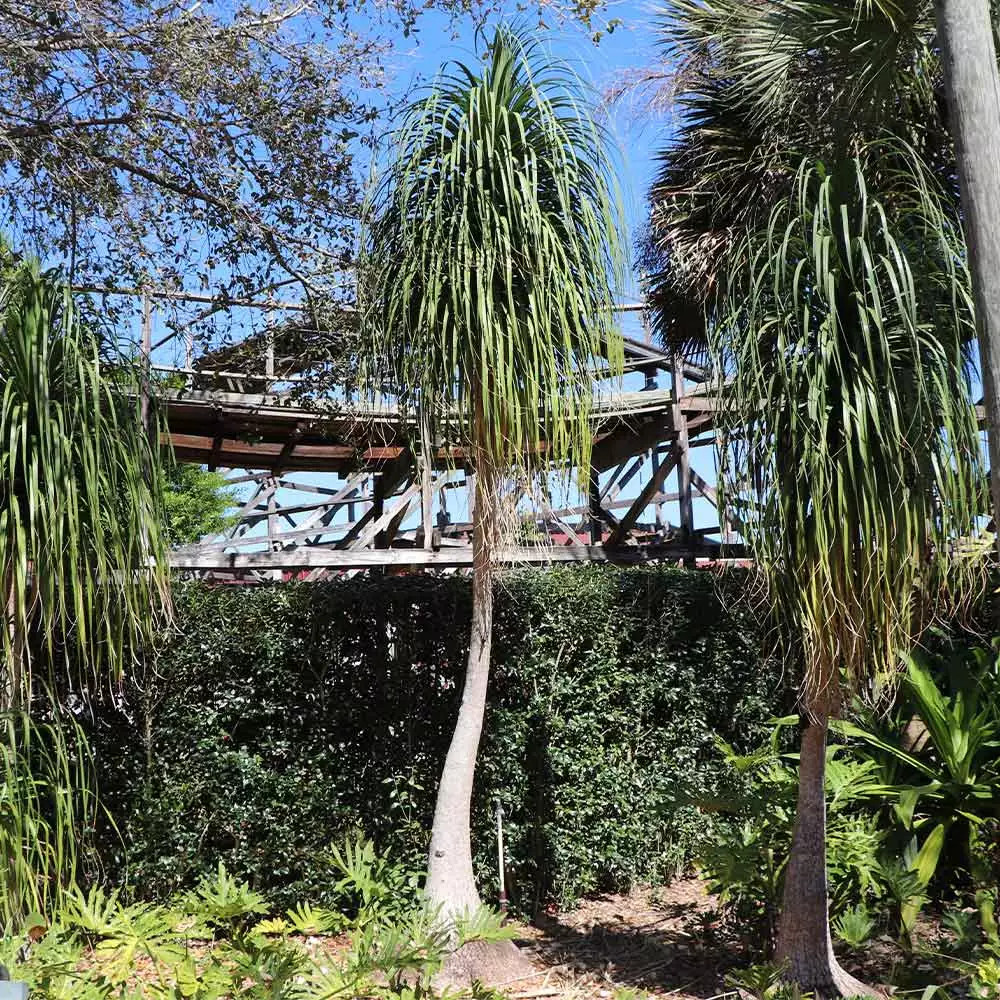 Brighter Blooms Ponytail Palm Tree 4 Brighter Blooms Ponytail Palm Tree