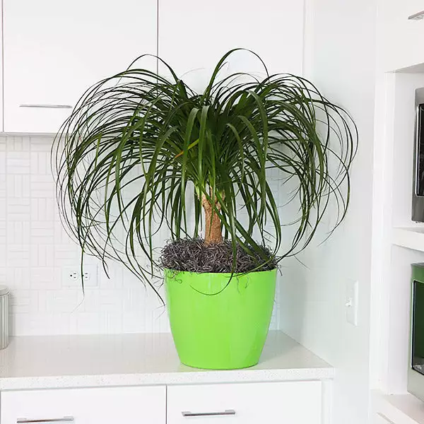 Brighter Blooms Ponytail Palm Tree 1 Brighter Blooms Ponytail Palm Tree