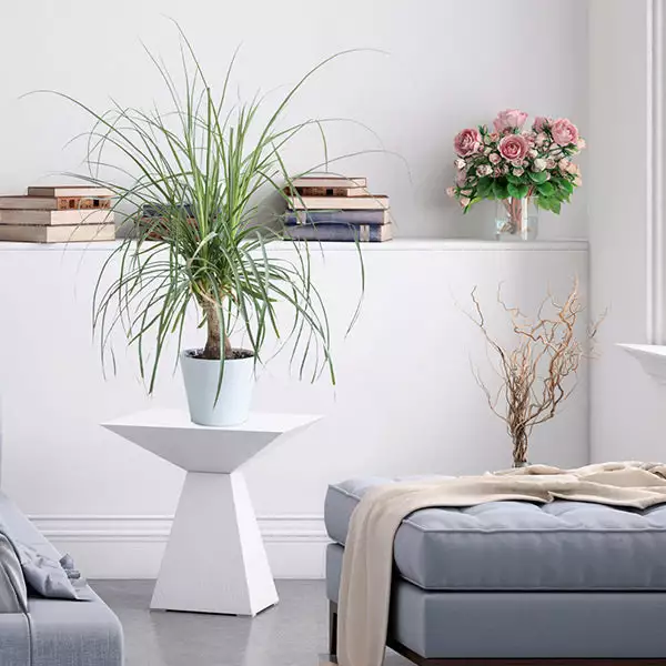 Brighter Blooms Ponytail Palm Tree 3 Brighter Blooms Ponytail Palm Tree