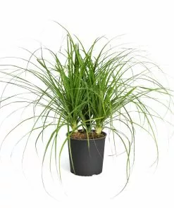 Brighter Blooms Ponytail Palm Tree 11 Brighter Blooms Ponytail Palm Tree