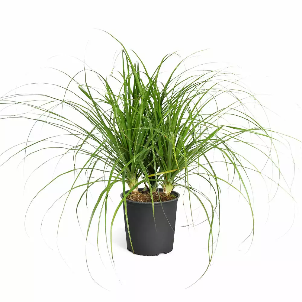 Brighter Blooms Ponytail Palm Tree 6 Brighter Blooms Ponytail Palm Tree