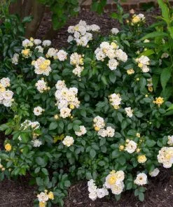 Brighter Blooms Roses Popcorn Drift® Rose 5 Brighter Blooms Roses Popcorn Drift® Rose