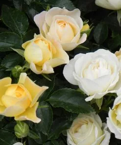 Brighter Blooms Roses Popcorn Drift® Rose